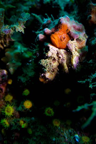 ภาพ ปลา bryope (Neoclinus bryope)