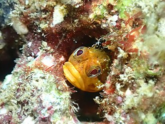 ภาพ ปลา nudus (Neoclinus nudus)