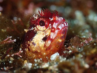 ภาพ ปลา toshimaensis (Neoclinus toshimaensis)