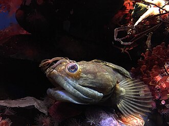 ภาพ ปลา uninotatus (Neoclinus uninotatus)