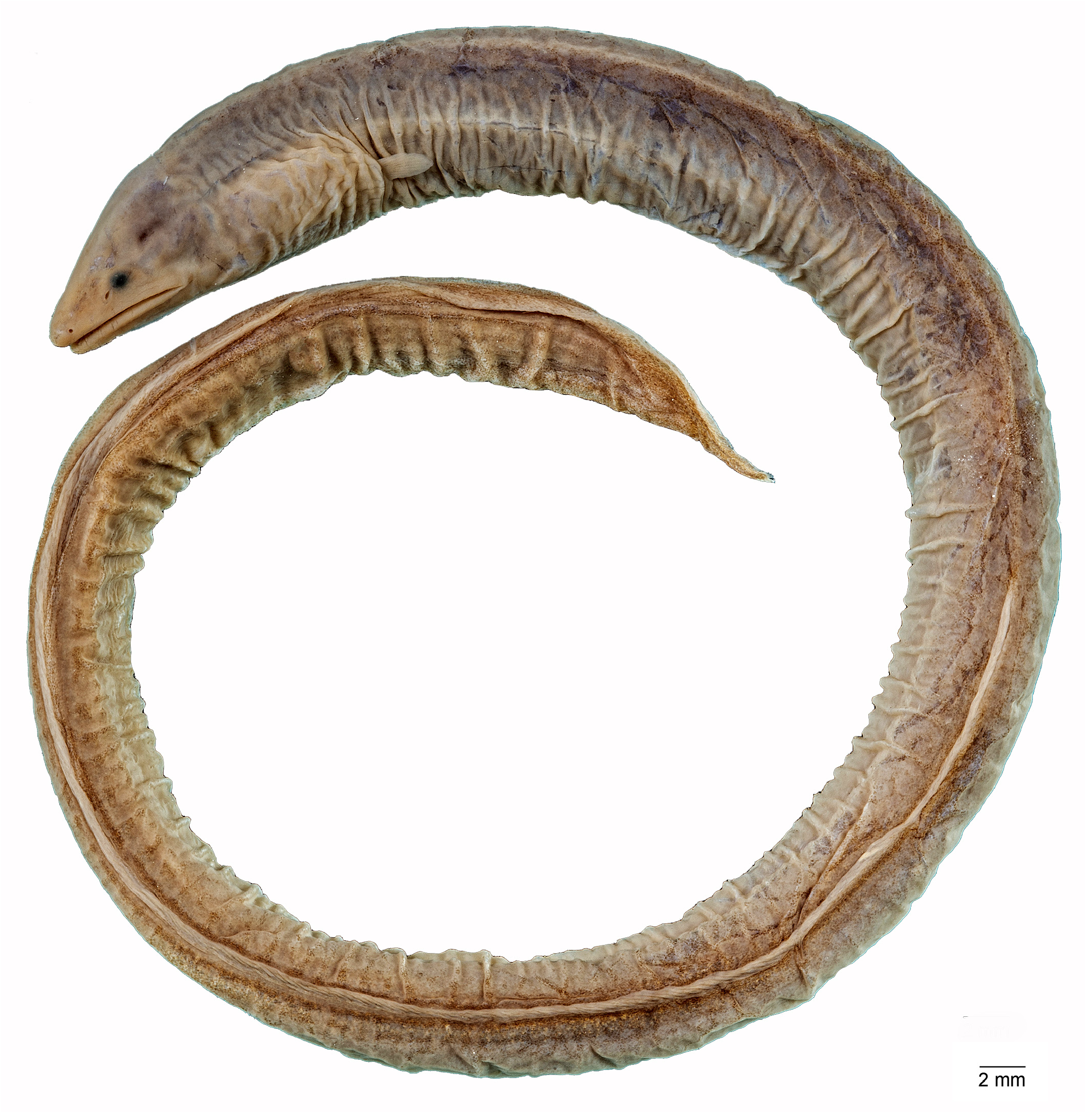 ภาพ ปลา mucronatus (Neoconger mucronatus)