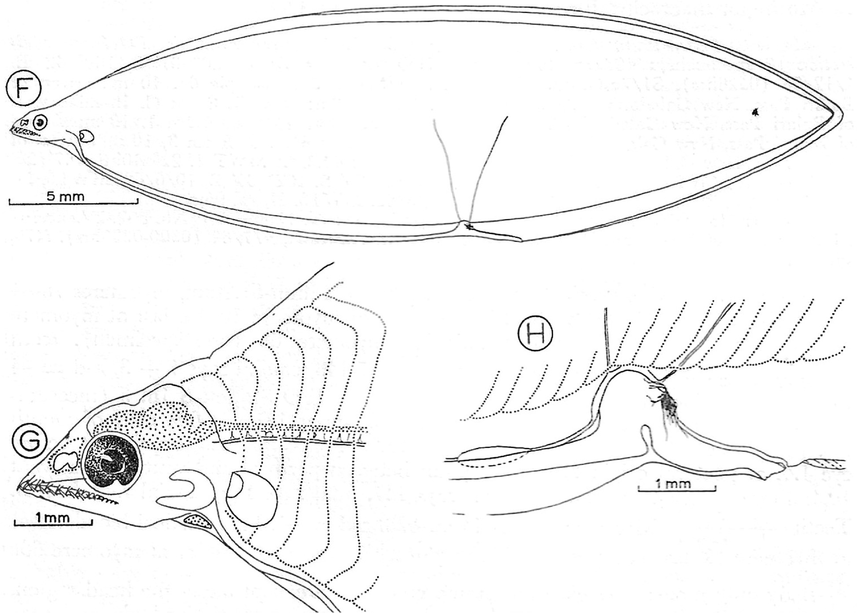 ภาพ ปลา tuberculatus (Neoconger tuberculatus)