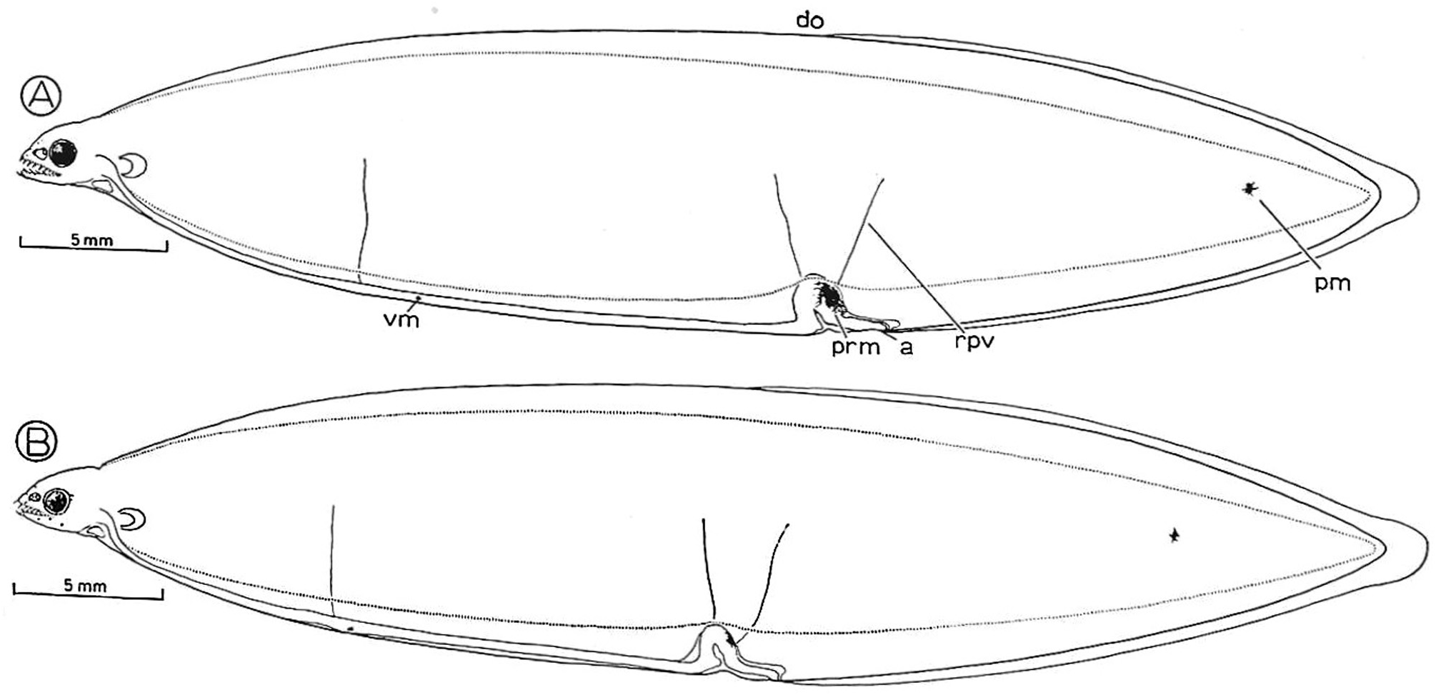 ภาพ ปลา vermiformis (Neoconger vermiformis)