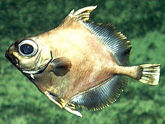 ภาพ ปลา helgae (Neocyttus helgae)