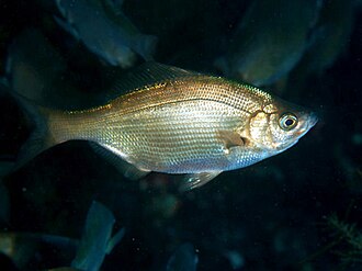 ภาพ ปลา ransonnetii (Neoditrema ransonnetii)