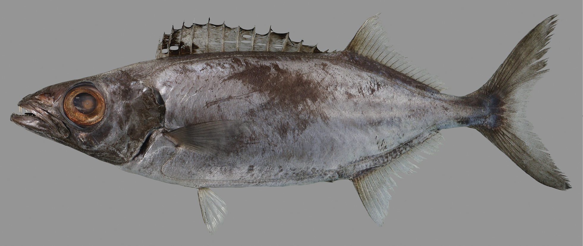 ภาพ ปลา minetomai (Neoepinnula minetomai)
