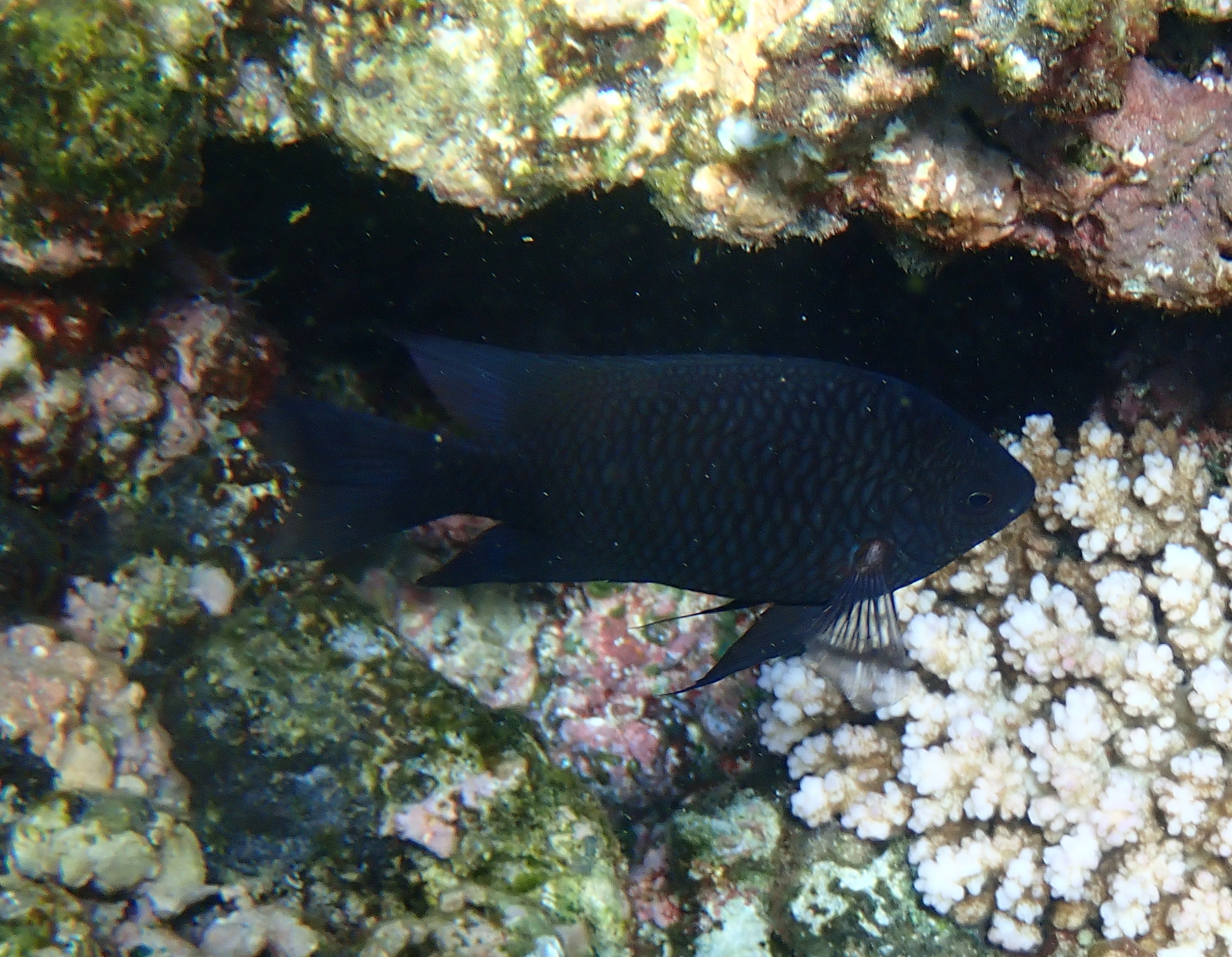 ภาพ ปลาสลิดหิน carlsoni (Neoglyphidodon carlsoni)