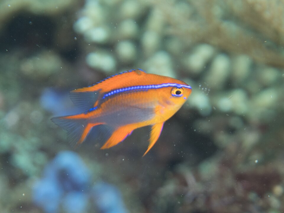 ภาพ ปลาสลิดหิน crossi (Neoglyphidodon crossi)