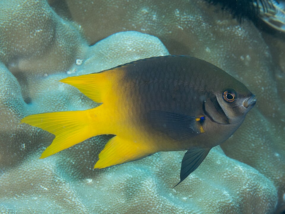 ภาพ ปลาสลิดหินแก้มดำ (Neoglyphidodon nigroris)