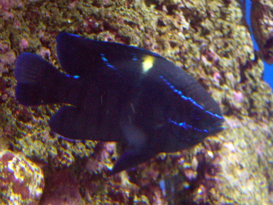ภาพ ปลาสลิดหินนีออน (Neoglyphidodon oxyodon)