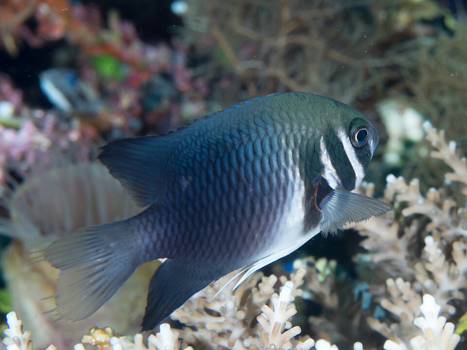 ภาพ ปลาสลิดหิน thoracotaeniatus (Neoglyphidodon thoracotaeniatus)