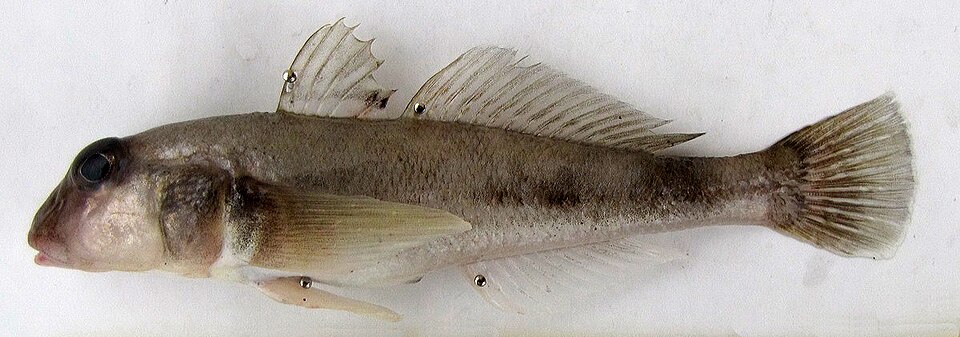 ภาพ ปลาบู่บู่ (Neogobius caspius)