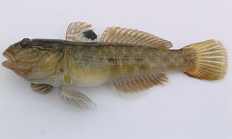 ภาพ ปลาบู่ดำลายจุดบู่ (Neogobius melanostomus)