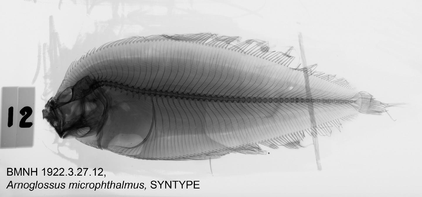 ภาพ ปลา microphthalmus (Neolaeops microphthalmus)