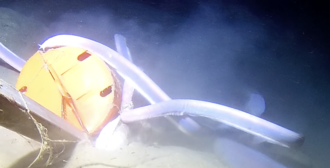 ภาพ ปลา caesiovitta (Neomyxine caesiovitta)