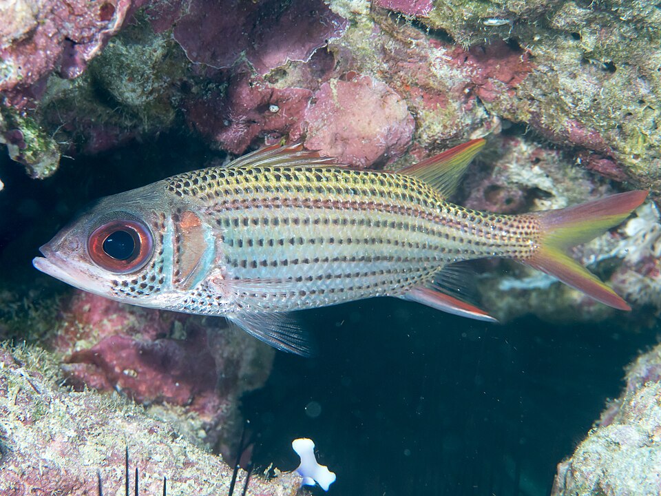 ภาพ ปลาข้าวเม่าครีบดำ (Neoniphon argenteus)