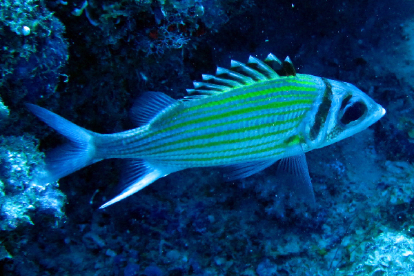 ภาพ ปลาข้าวเม่าทองลายเส้น (Neoniphon aurolineatus)