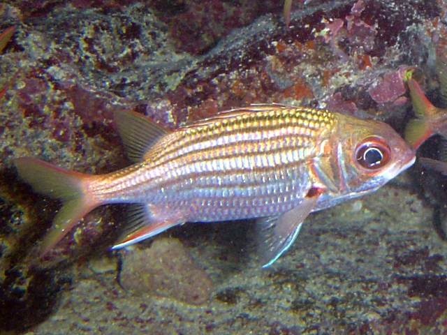 ภาพ ปลาข้าวเม่าแคริบเบียน (Neoniphon marianus)
