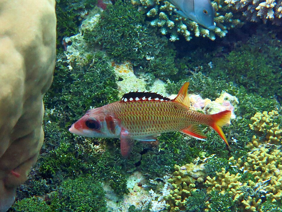 ภาพ ปลาข้าวเม่าดำ (Neoniphon opercularis)