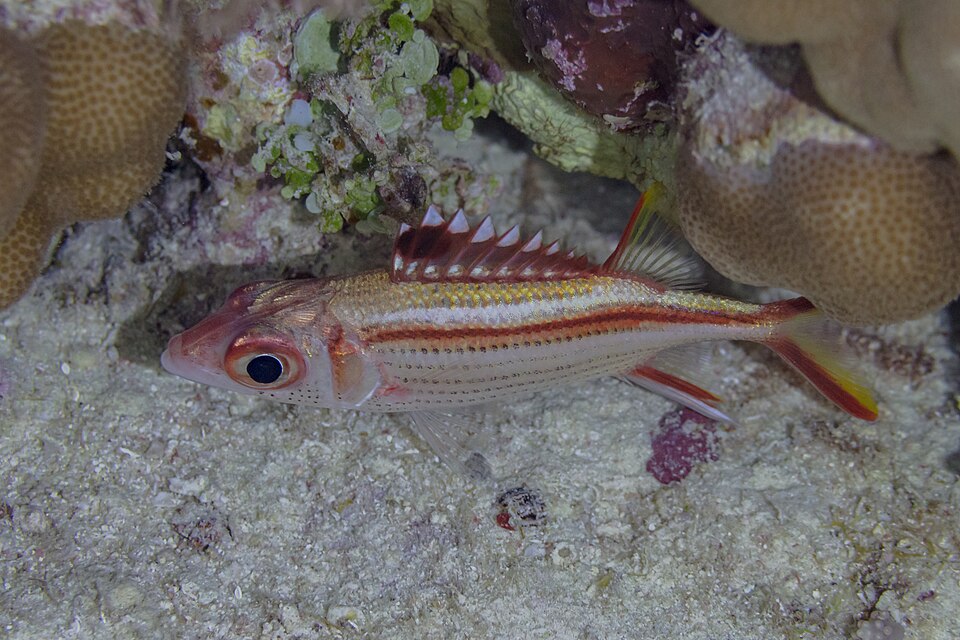 ภาพ ปลาข้าวเม่า sammara (Neoniphon sammara)