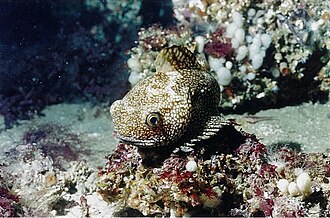 ภาพ ปลา latus (Neophrynichthys latus)