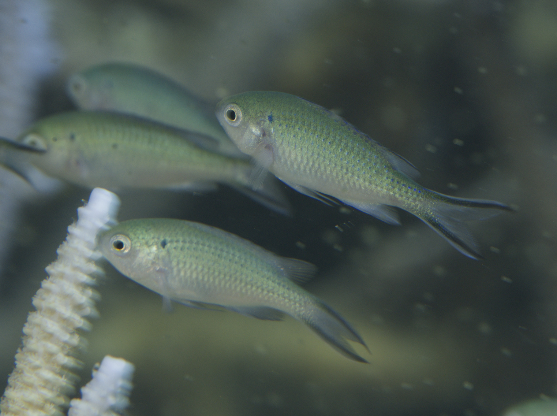 ภาพ ปลาสลิดหินเล็กเกล็ดวาว (Neopomacentrus anabatoides)