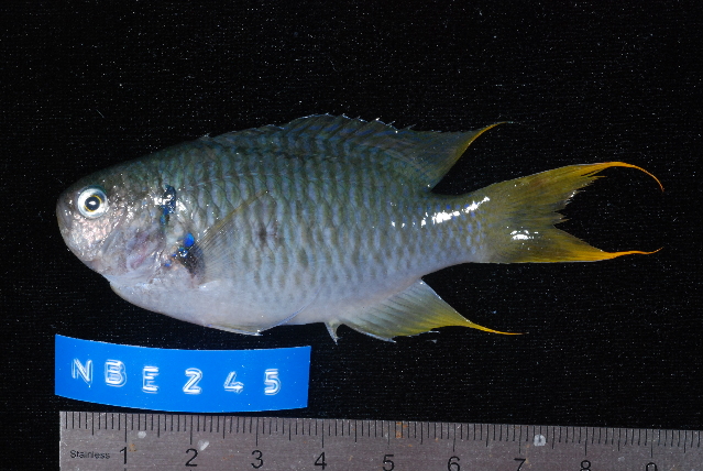 ภาพ ปลาสลิดหินหางเหลือง (Neopomacentrus azysron)