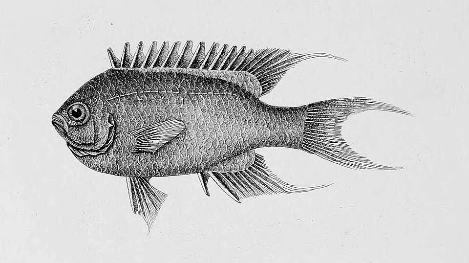 ภาพ ปลาสลิดหินจุดสีฟ้า (Neopomacentrus taeniurus)