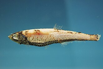 ภาพ ปลา macrolepidotus (Neoscopelus macrolepidotus)