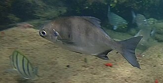 ภาพ ปลา lithophilus (Neoscorpis lithophilus)