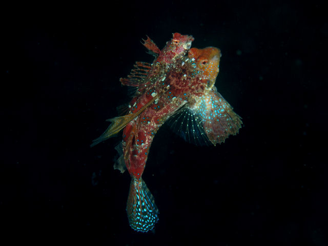 ภาพ ปลามังกรน้อย ijimae (Neosynchiropus ijimae)