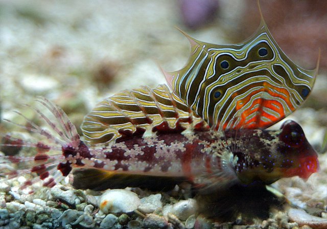 ภาพ ปลามังกรน้อยลายตา (Neosynchiropus ocellatus)