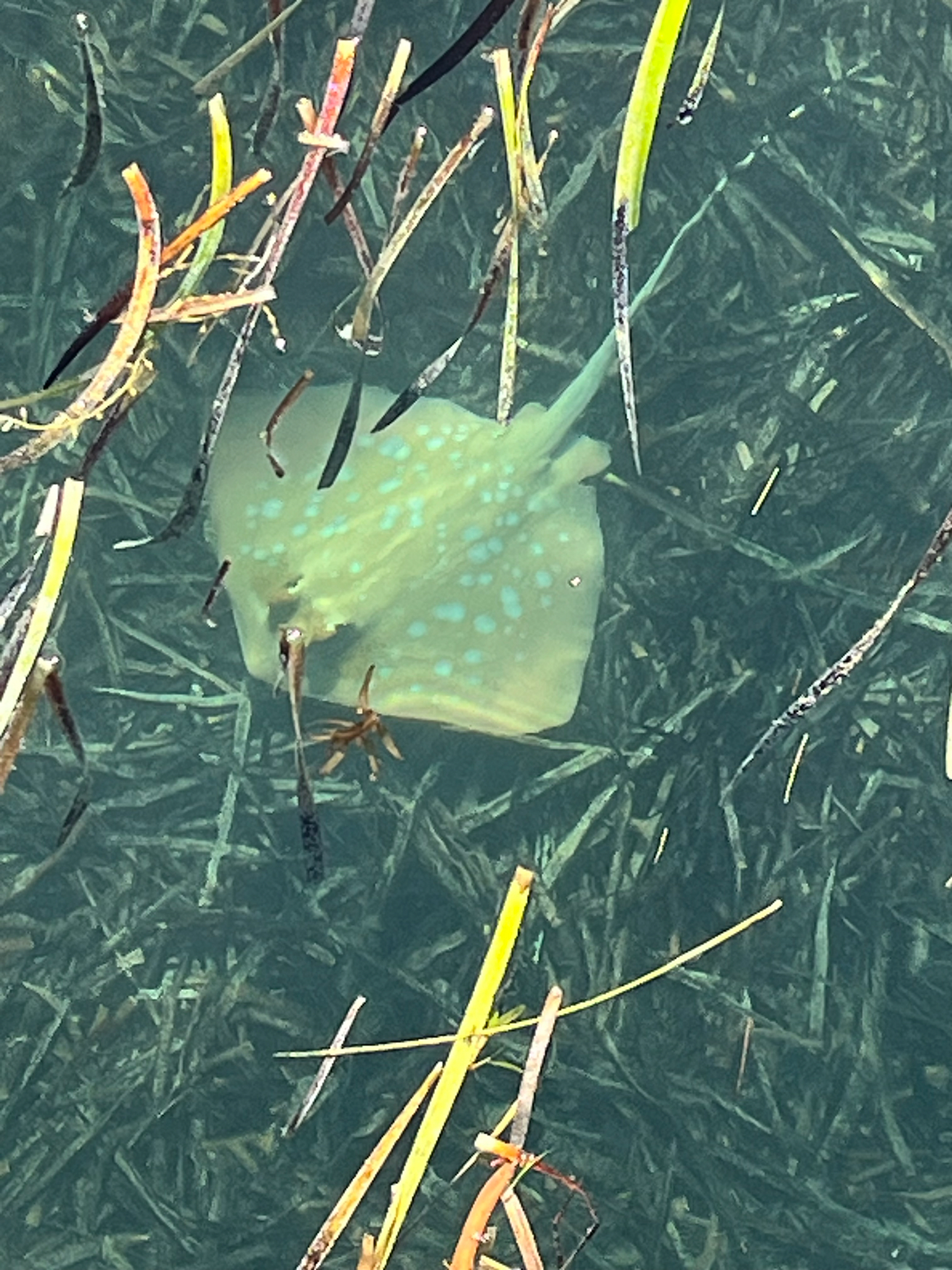 ภาพ ปลา australiae (Neotrygon australiae)