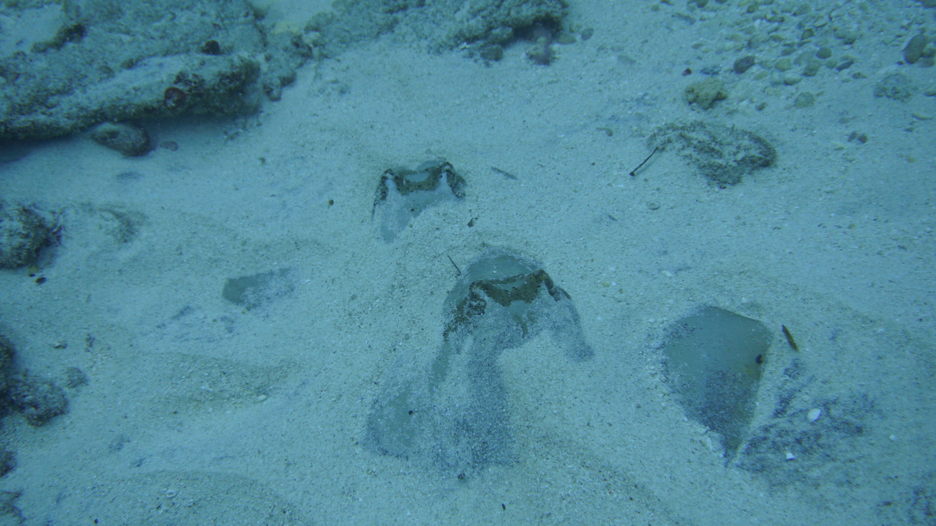 ภาพ ปลา caeruleopunctata (Neotrygon caeruleopunctata)
