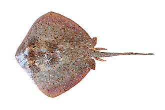 ภาพ ปลา ningalooensis (Neotrygon ningalooensis)