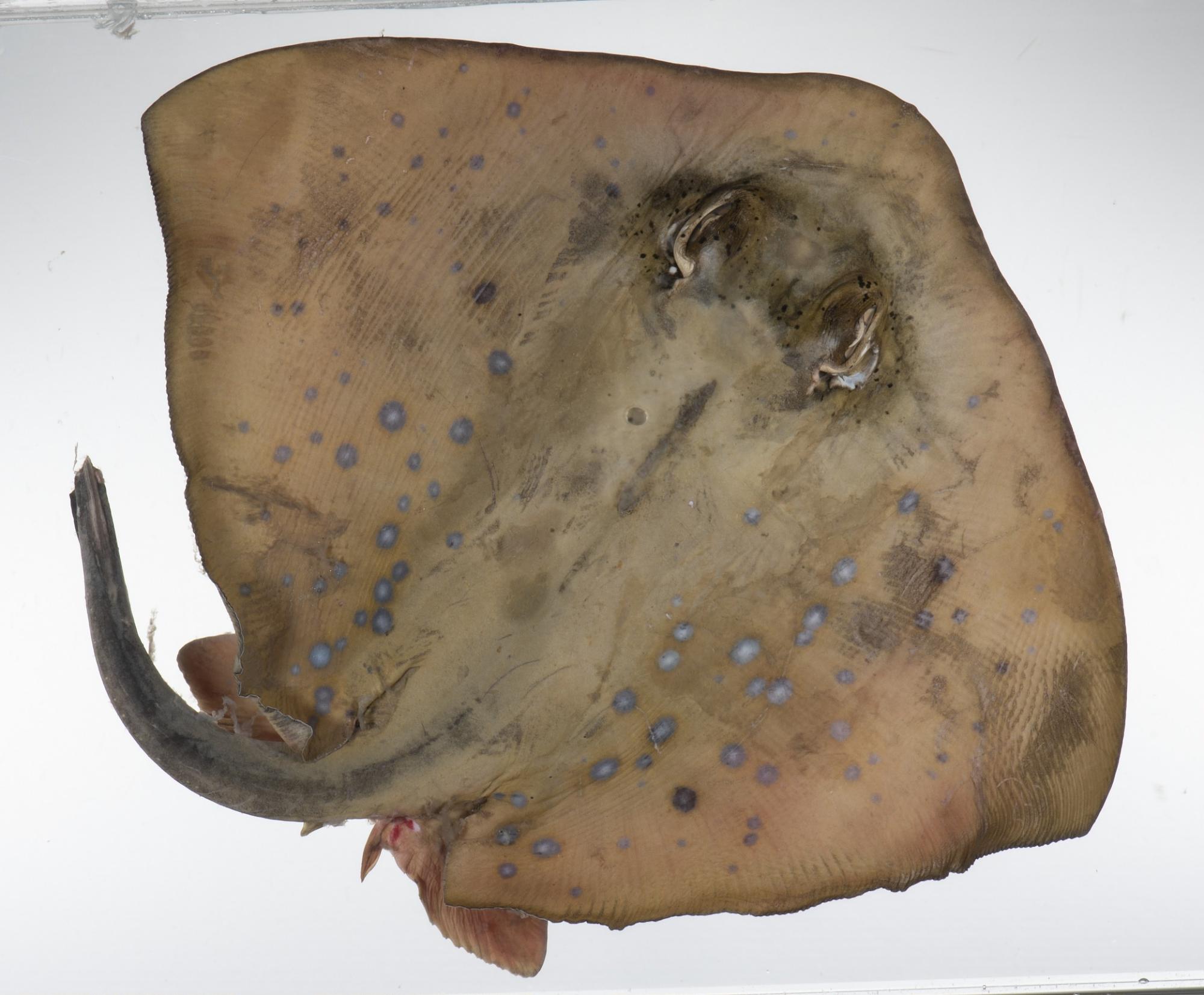 ภาพ ปลา orientalis (Neotrygon orientalis)