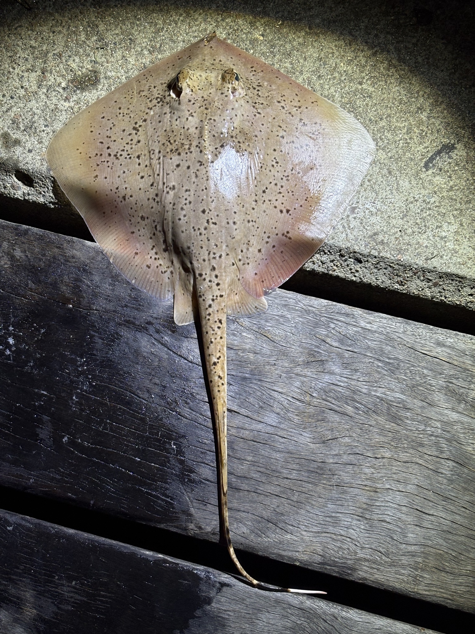 ภาพ ปลา picta (Neotrygon picta)