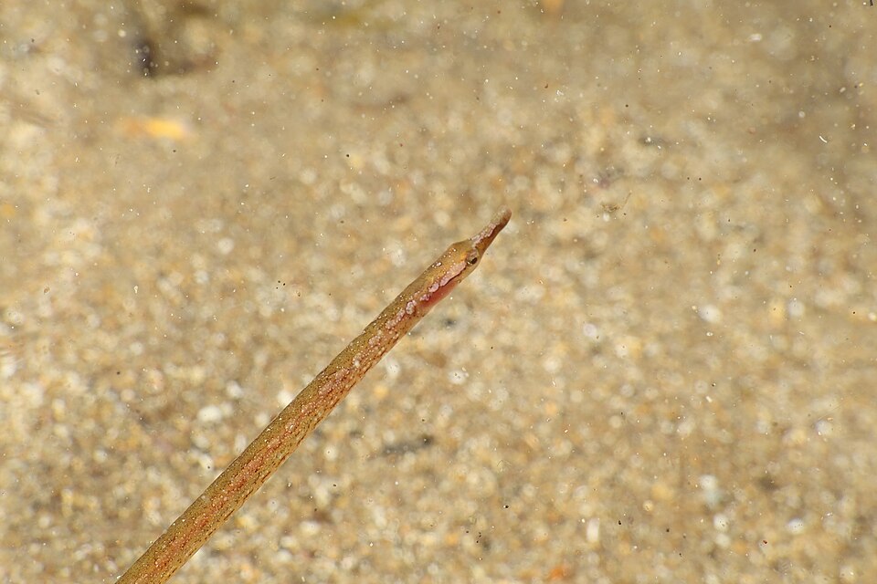 ภาพ ปลาจิ้มฟันจระเข้ลายจุด (Nerophis maculatus)