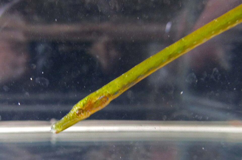 ภาพ ปลาจิ้มฟันจระเข้ ophidion (Nerophis ophidion)
