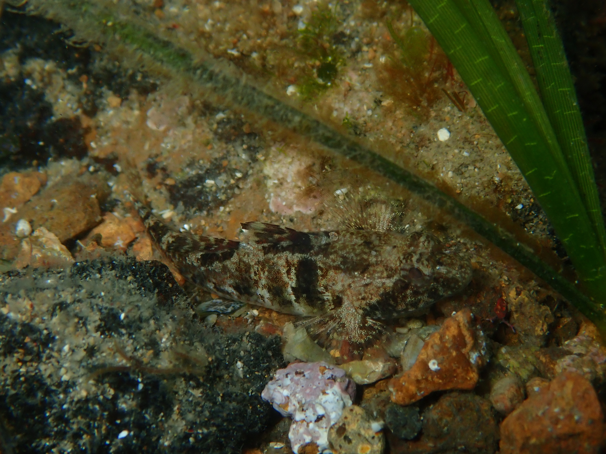 ภาพ ปลาบู่บู่ (Nesogobius greeni)