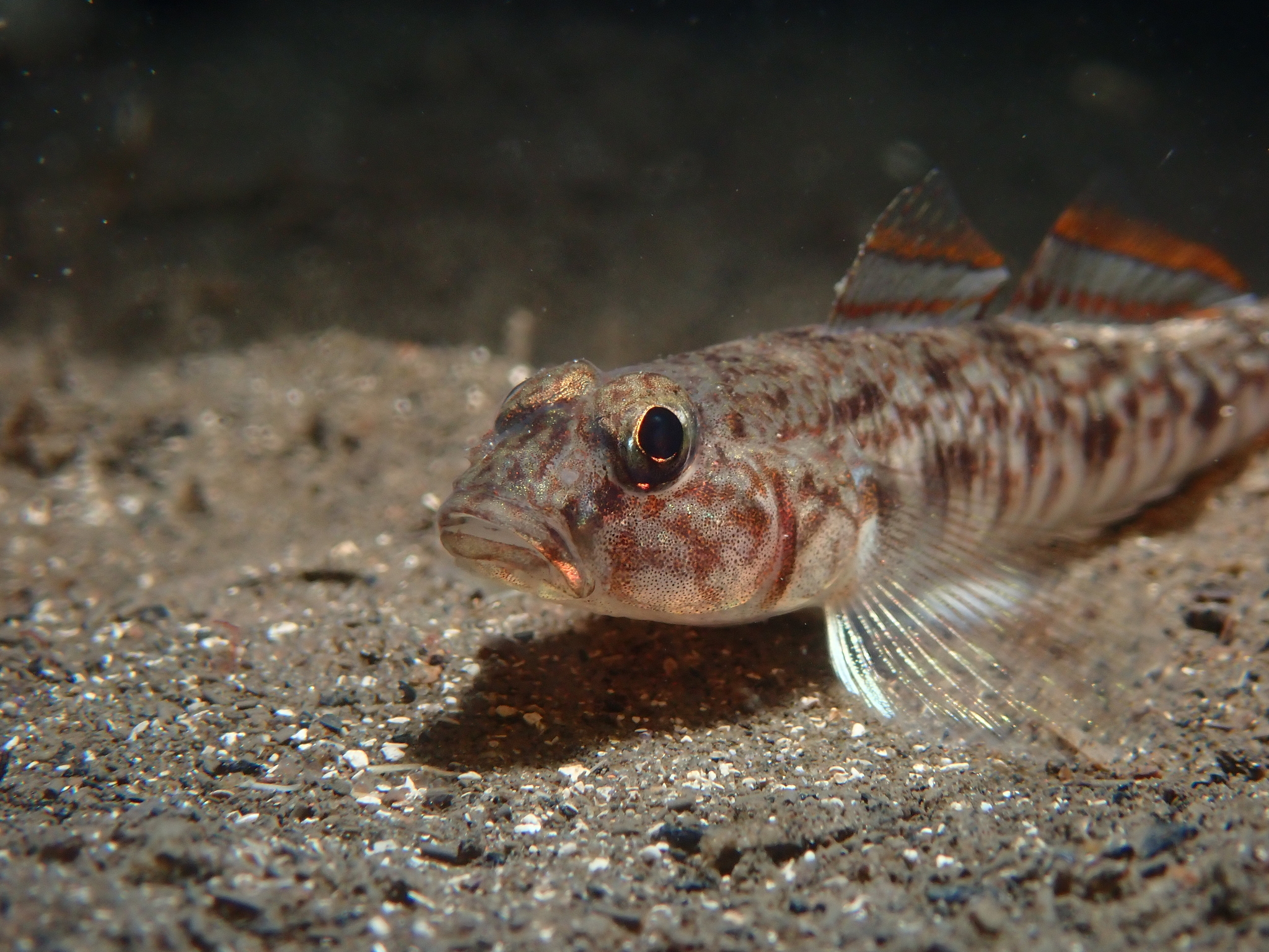 ภาพ ปลาบู่บู่ (Nesogobius hinsbyi)