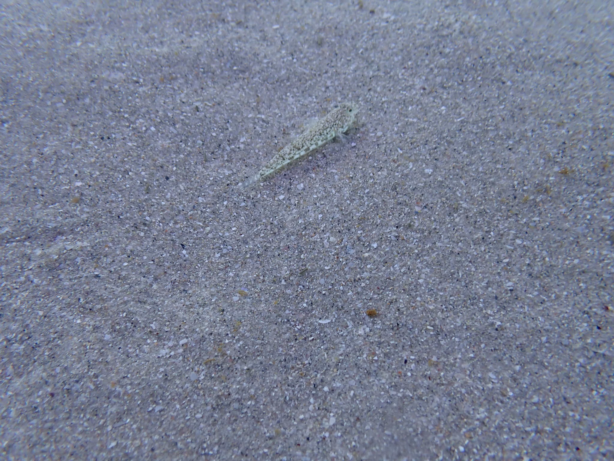 ภาพ ปลาบู่บู่ (Nesogobius maccullochi)