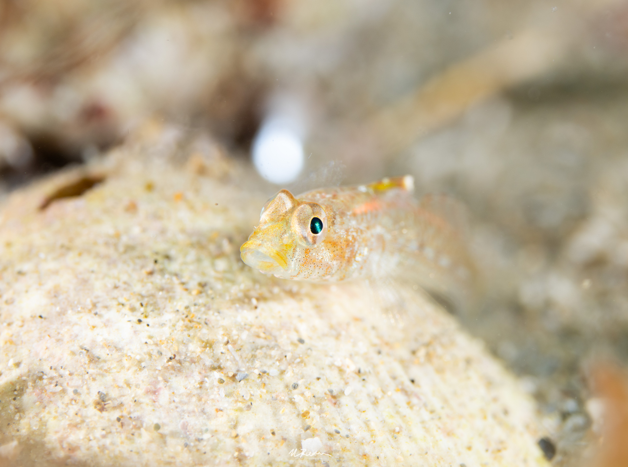 ภาพ ปลาบู่บู่ (Nesogobius pulchellus)