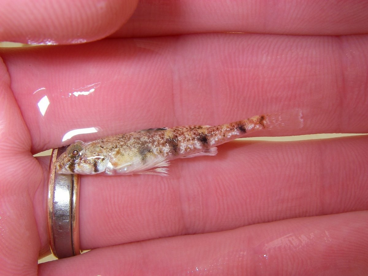 ภาพ ปลาบู่ลายเสือ (Nesogobius tigrinus)