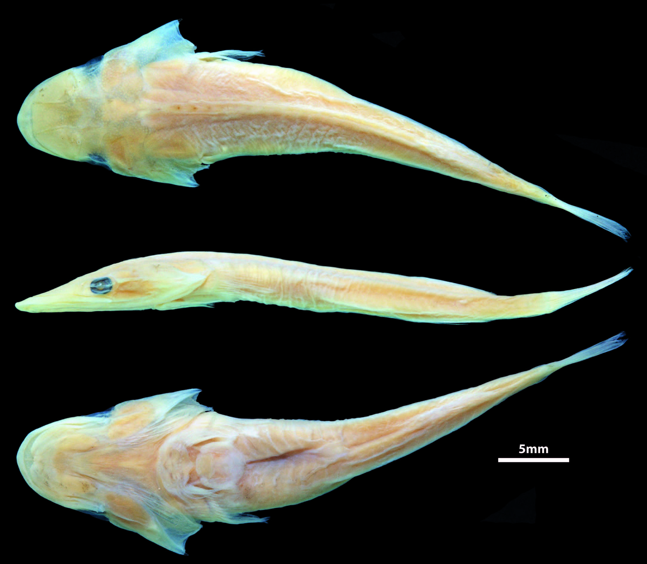 ภาพ ปลา radula (Nettorhamphos radula)