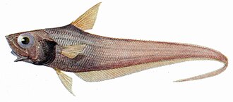 ภาพ ปลา aequalis (Nezumia aequalis)