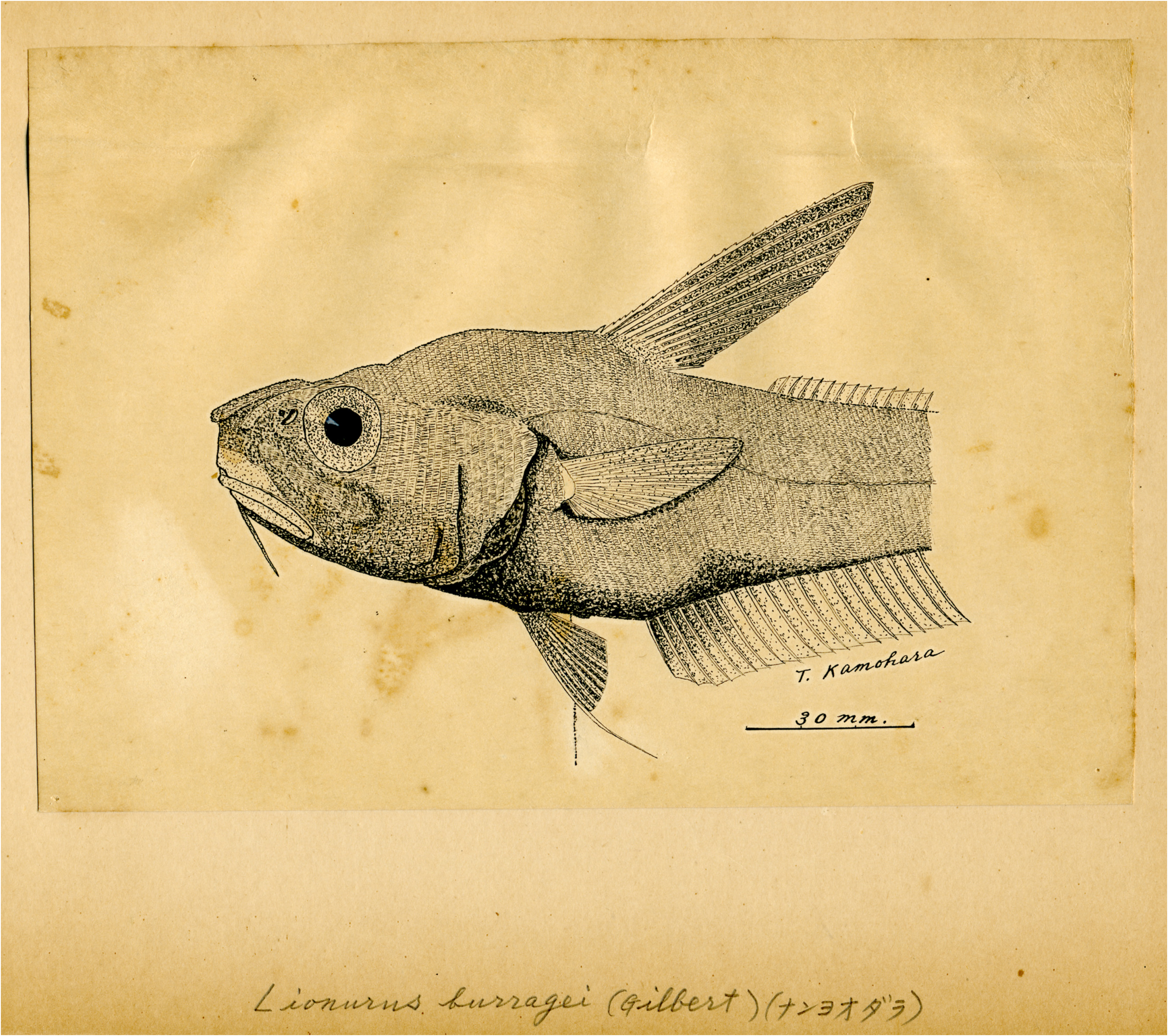 ภาพ ปลา burragei (Nezumia burragei)