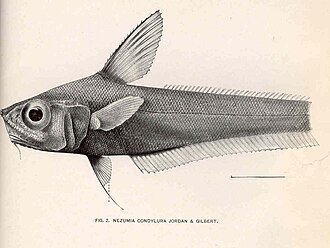 ภาพ ปลา condylura (Nezumia condylura)