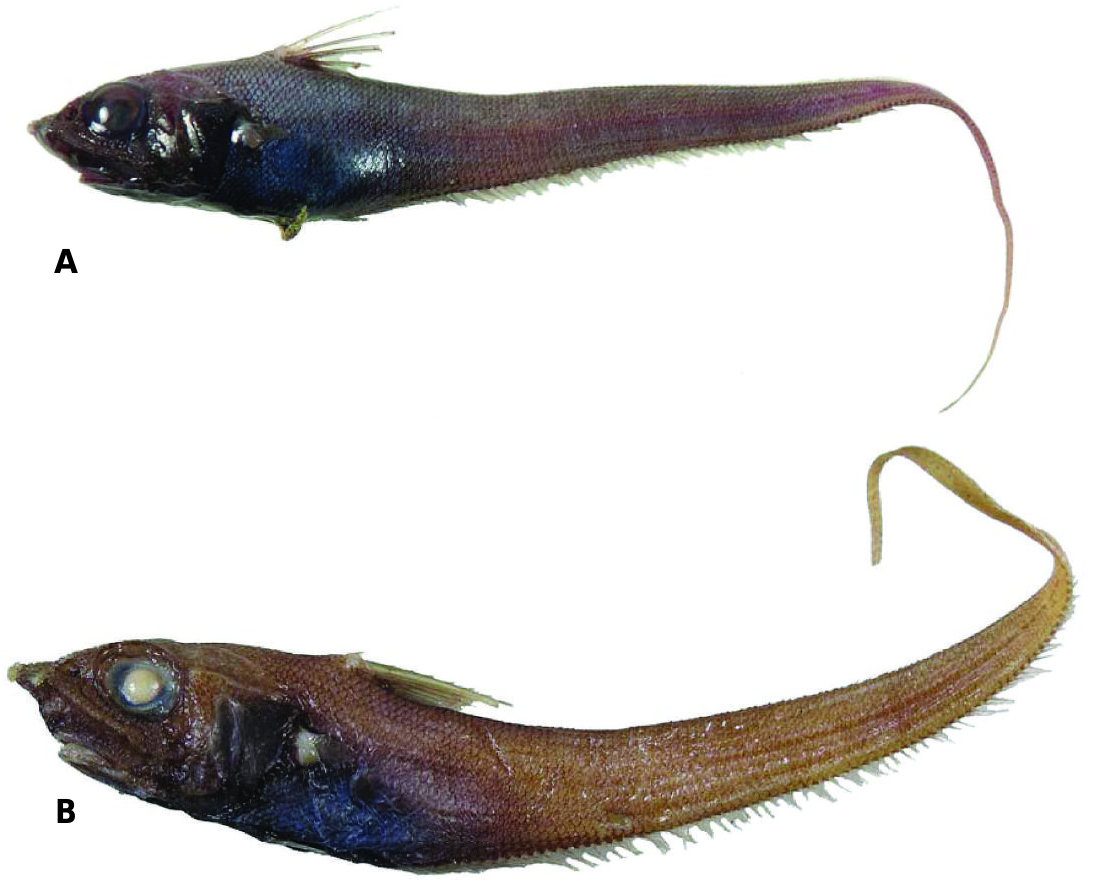 ภาพ ปลา proxima (Nezumia proxima)