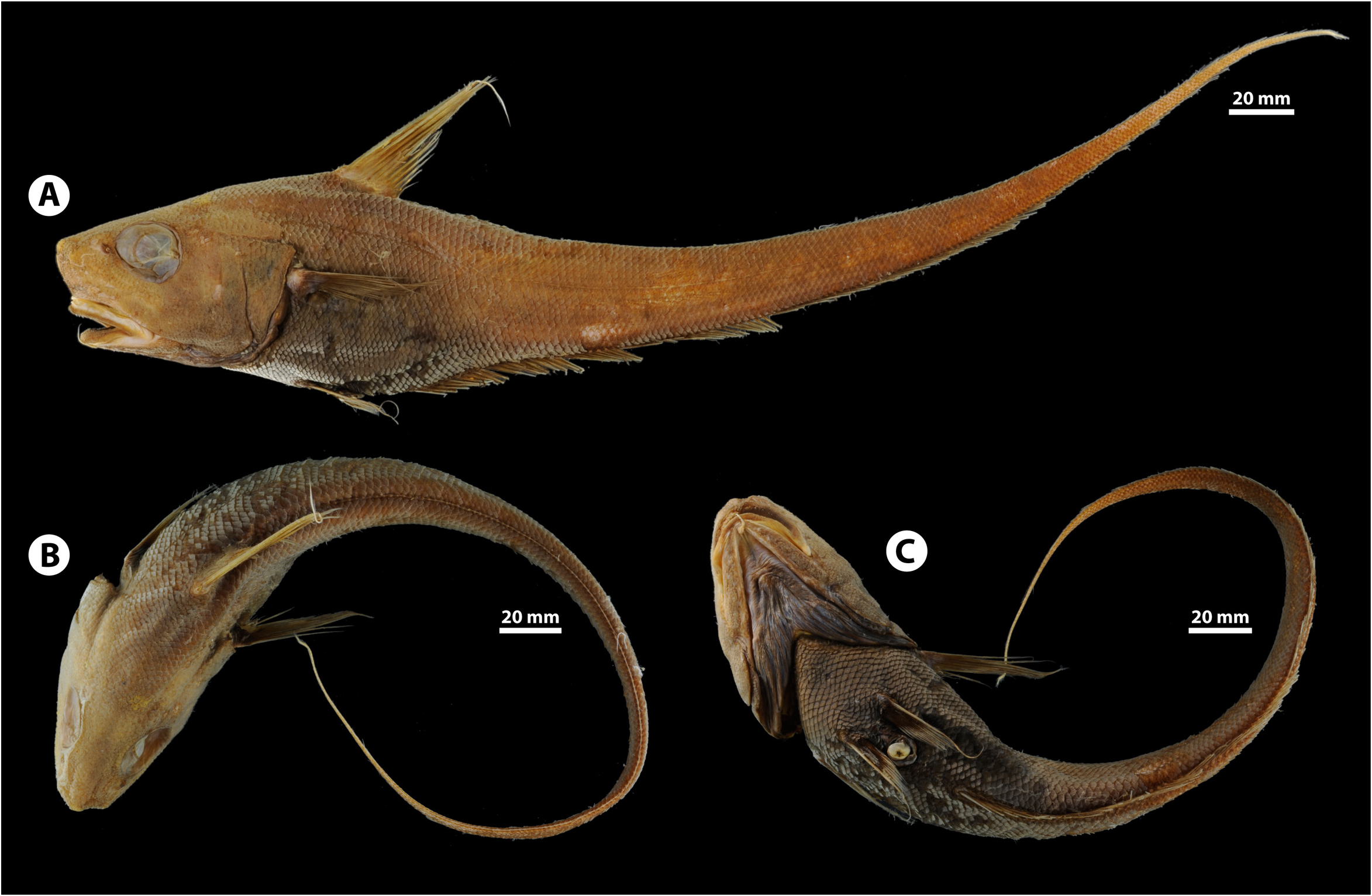 ภาพ ปลา rara (Nezumia rara)